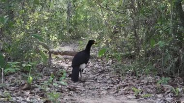 Çıplak Curassow 'la yüzleşti, Brezilya' da Bonito yakınlarındaki yağmur ormanlarının yoğun bitki örtüsünde orman yolunda yürüyor..