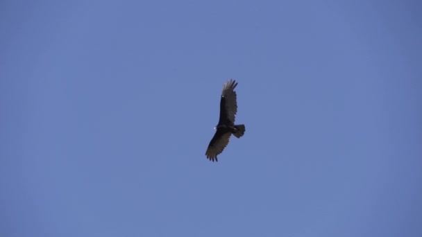 在阳光明媚的日子里 黑色秃鹫在巴西潘塔纳尔湿地的蓝天上滑行 — 图库视频影像