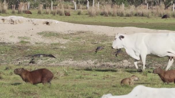 Capibaras Otras Especies Silvestres Los Humedales Del Pantanal Junto Con — Vídeo de stock