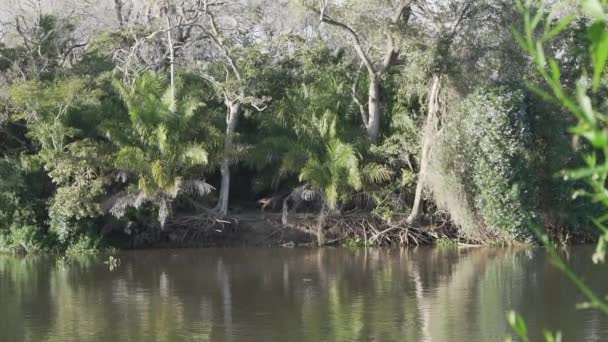 Spokojna Rzeka Tropikalna Przepływająca Przez Las Deszczowy Mokradeł Pantanalu Brazylii — Wideo stockowe