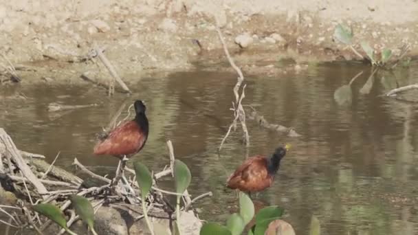ブラジルのパンタナール湿地の沼地の水穴で 赤色の翼に覆われた鳥 ジャカナ ジャカナ — ストック動画