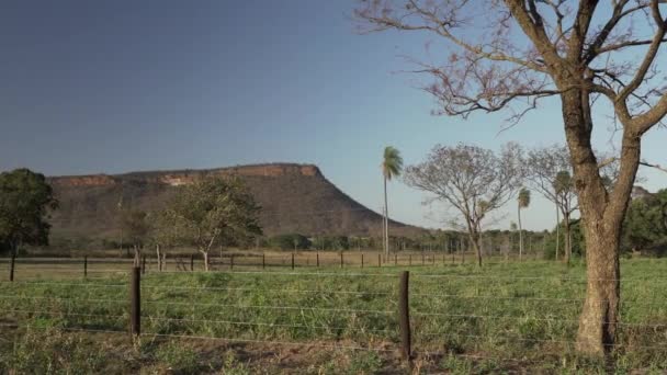 Κόκκινο Χωματόδρομο Που Οδηγεί Μέσα Από Τους Βάλτους Της Pantanal — Αρχείο Βίντεο