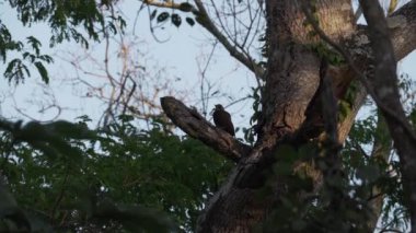 Soluk ibikli ağaçkakan, Celeus Lugubris, Brezilya Pantranal sulak alanlarında ağaçta oturuyor..