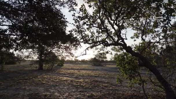 Nature Sauvage Isolée Des Zones Humides Pantanal Pendant Saison Sèche — Video