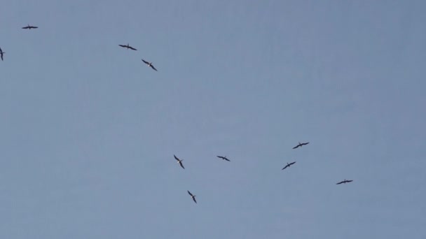 Frigate Birds Circling Fortaleza Sao Jose Ponta Grossa Adalah Sebuah — Stok Video