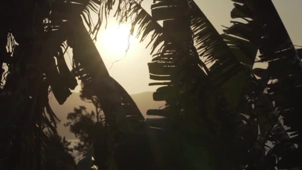 Matahari Bersinar Melalui Pohon Palem Saat Matahari Terbenam Sepanjang Pantai — Stok Video