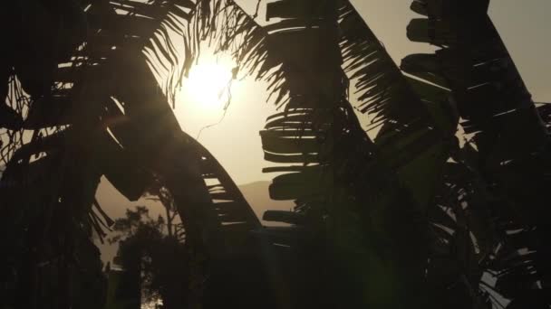 Sonne Scheint Durch Palmen Bei Sonnenuntergang Der Küste Brasiliens Silhouette — Stockvideo
