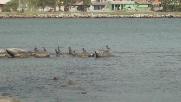 Laguna Brasil 2019 Pescadores Tradicionales Utilizando Ayuda Delfines Para Captura — Vídeo de stock