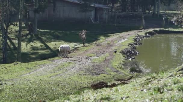 Idylické Kachní Jezírko Tradiční Ovčí Farmě Vysočině Jižní Brazílie Slunečného — Stock video