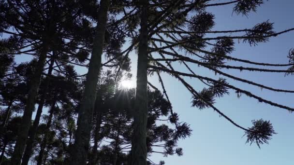Araucaria Ağaçları Brezilya Nın Dağlık Bölgelerinde Kalın Sivri Iğneleri Olan — Stok video