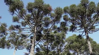 Araucaria ağaçları, Brezilya 'nın dağlık bölgelerinde kalın sivri iğneleri olan ebediyen yeşil kozalaklı ağaçlar veya maymun kuyruğu ağaçları..