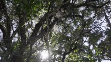 Araucaria ağaçları, Brezilya 'nın dağlık bölgelerinde kalın sivri iğneleri olan ebediyen yeşil kozalaklı ağaçlar veya maymun kuyruğu ağaçları..