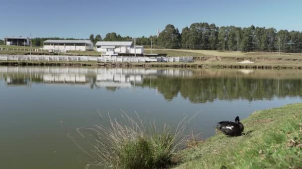 Lagoa Pato Idílica Uma Fazenda Tradicional Ovelhas Nas Terras Altas — Vídeo de Stock