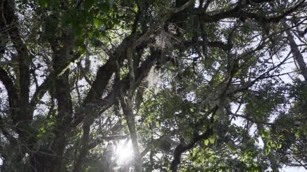 Árboles Araucaria También Coníferas Hoja Perenne Cola Mono Con Agujas — Vídeos de Stock