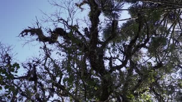 Árboles Araucaria También Coníferas Hoja Perenne Cola Mono Con Agujas — Vídeos de Stock
