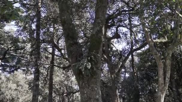 Αραουκάρια Επίσης Αειθαλές Κωνοφόρο Δέντρο Μαϊμουδάκι Παχιά Αιχμηρές Βελόνες Στα — Αρχείο Βίντεο