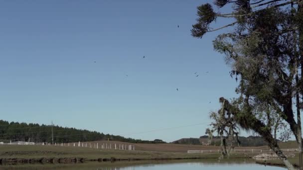 Idyllische Eendenvijver Een Traditionele Schapenboerderij Hooglanden Van Zuid Brazilië Een — Stockvideo