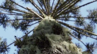 Araucaria ağaçları, Brezilya 'nın dağlık bölgelerinde kalın sivri iğneleri olan ebediyen yeşil kozalaklı ağaçlar veya maymun kuyruğu ağaçları..