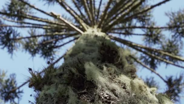 Araucaria Ağaçları Brezilya Nın Dağlık Bölgelerinde Kalın Sivri Iğneleri Olan — Stok video