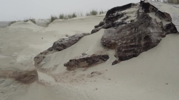 ブラジル南部の大西洋の海岸にある白い砂浜のドリフトウッド — ストック動画