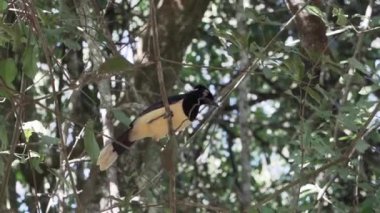 Brezilya 'daki iguazu şelalelerinin etrafındaki yağmur ormanlarının yoğun bitki örtüsünde oturan pelüş armalı kuş..