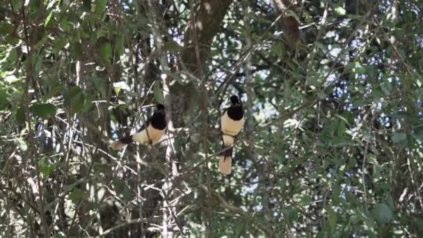 Plush Crested Jay Sentado Densa Vegetação Floresta Tropical Torno Das — Vídeo de Stock