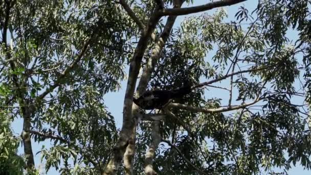 Τροπικά Είδη Πουλιών Στο Iguazu Falls Foz Iguacu Parana State — Αρχείο Βίντεο