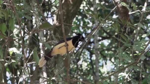 Βελούδινη Θαμνώδης Jay Κάθεται Στην Πυκνή Βλάστηση Του Τροπικού Δάσους — Αρχείο Βίντεο