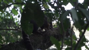 Güney Amerika ya da halka, Nasua Nasua Nasua 'yı Iguazu Şelaleleri' nde, Foz do Iguacu 'da, Parana Eyaletinde, Güney Brezilya' da, yağmur ormanlarının yemyeşil bitki örtüsüne tırmanırken izledi..