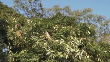 Kapuçin maymunları Brezilya 'nın yol kenarındaki dinlenme tesisinde ağaçların arasından zıplıyorlar..