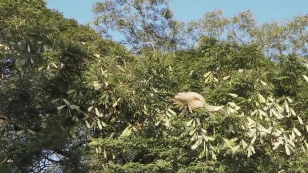 Monos Capuchinos Saltando Entre Los Árboles Sobre Construcción Área Servicio — Vídeo de stock