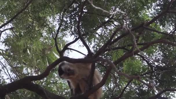 Kapucijnapen Die Door Bomen Huppelen Boven Het Gebouw Staan Bij — Stockvideo