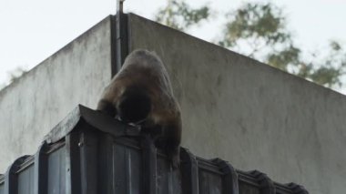 Kapuçin maymunları Brezilya 'nın yol kenarındaki dinlenme tesisinde ağaçların arasından zıplıyorlar..