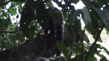 Güney Amerika ya da halka, Nasua Nasua Nasua 'yı Iguazu Şelaleleri' nde, Foz do Iguacu 'da, Parana Eyaletinde, Güney Brezilya' da, yağmur ormanlarının yemyeşil bitki örtüsüne tırmanırken izledi..
