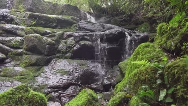 Tranquilla Cascata Nella Remota Foresta Pluviale Del Brasile Meridionale — Video Stock
