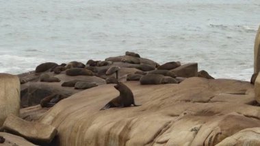 Güney Amerika kürk fokları grubu Arctocephalus australis Cabo Polonio, Uruguay 'daki Atlantik Okyanusu kıyısındaki uçurumlarda yatmaktadır..