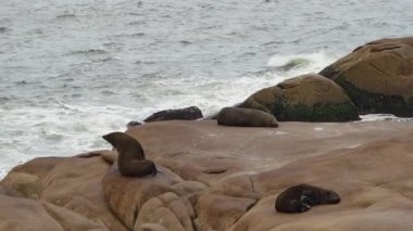 Güney Amerika kürk fokları grubu Arctocephalus australis Cabo Polonio, Uruguay 'daki Atlantik Okyanusu kıyısındaki uçurumlarda yatmaktadır..