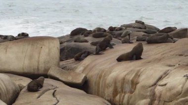 Güney Amerika kürk fokları grubu Arctocephalus australis Cabo Polonio, Uruguay 'daki Atlantik Okyanusu kıyısındaki uçurumlarda yatmaktadır..