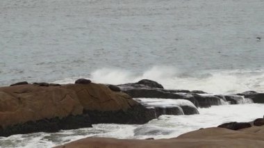 Güney Amerika kürk fokları grubu Arctocephalus australis Cabo Polonio, Uruguay 'daki Atlantik Okyanusu kıyısındaki uçurumlarda yatmaktadır..