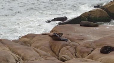 Güney Amerika kürk fokları grubu Arctocephalus australis Cabo Polonio, Uruguay 'daki Atlantik Okyanusu kıyısındaki uçurumlarda yatmaktadır..