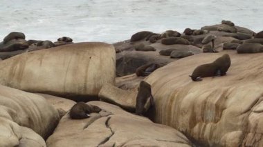 Güney Amerika kürk fokları grubu Arctocephalus australis Cabo Polonio, Uruguay 'daki Atlantik Okyanusu kıyısındaki uçurumlarda yatmaktadır..