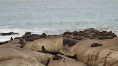 Güney Amerika kürk fokları grubu Arctocephalus australis Cabo Polonio, Uruguay 'daki Atlantik Okyanusu kıyısındaki uçurumlarda yatmaktadır..