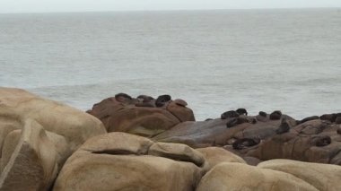 Güney Amerika kürk fokları grubu Arctocephalus australis Cabo Polonio, Uruguay 'daki Atlantik Okyanusu kıyısındaki uçurumlarda yatmaktadır..