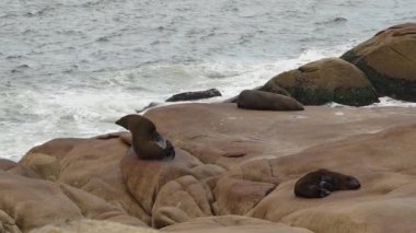 Güney Amerika kürk fokları grubu Arctocephalus australis Cabo Polonio, Uruguay 'daki Atlantik Okyanusu kıyısındaki uçurumlarda yatmaktadır..