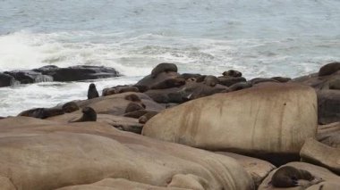 Güney Amerika kürk fokları grubu Arctocephalus australis Cabo Polonio, Uruguay 'daki Atlantik Okyanusu kıyısındaki uçurumlarda yatmaktadır..