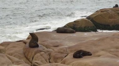 Güney Amerika kürk fokları grubu Arctocephalus australis Cabo Polonio, Uruguay 'daki Atlantik Okyanusu kıyısındaki uçurumlarda yatmaktadır..