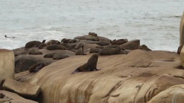 Güney Amerika kürk fokları grubu Arctocephalus australis Cabo Polonio, Uruguay 'daki Atlantik Okyanusu kıyısındaki uçurumlarda yatmaktadır..