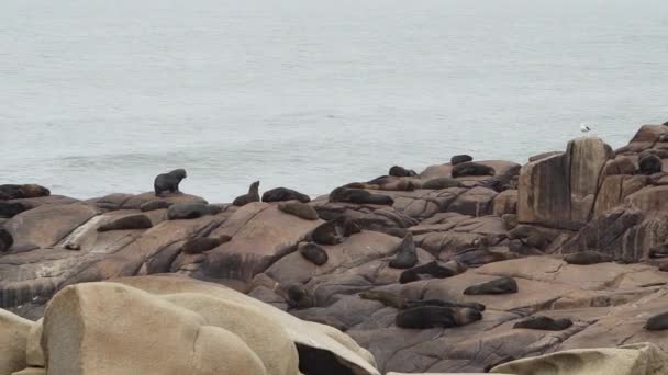位于乌拉圭卡波波洛尼奥 Cabo Polonio 的大西洋海岸悬崖上的一组南美洲毛皮海豹Arctohead Australis — 图库视频影像