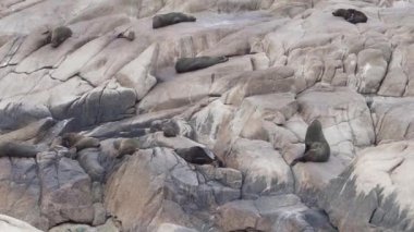 Güney Amerika kürk fokları, Arctocephalus australis, Cabo Polonio, Uruguay 'daki kayalıklarda yatıyor..