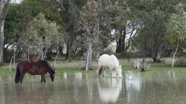 Hest Græsning Stående Dybt Vand Sumpområde Nær Cabo Polonio Uruguay – Stock-video